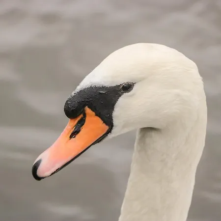 펜션 Swan Haven 그레인지오버샌즈